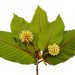 Check Here to Order Premium Kratom Online