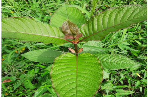 kratom preparation