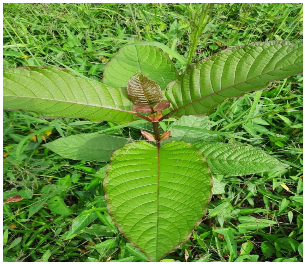 kratom preparation